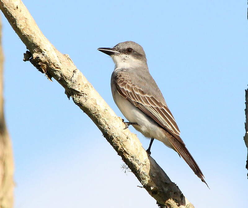 Grey Kingbird Tyrannus dominicensis adult reod97744