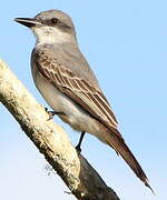 Grey Kingbird