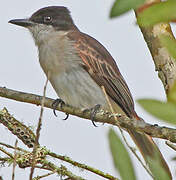 Loggerhead Kingbird