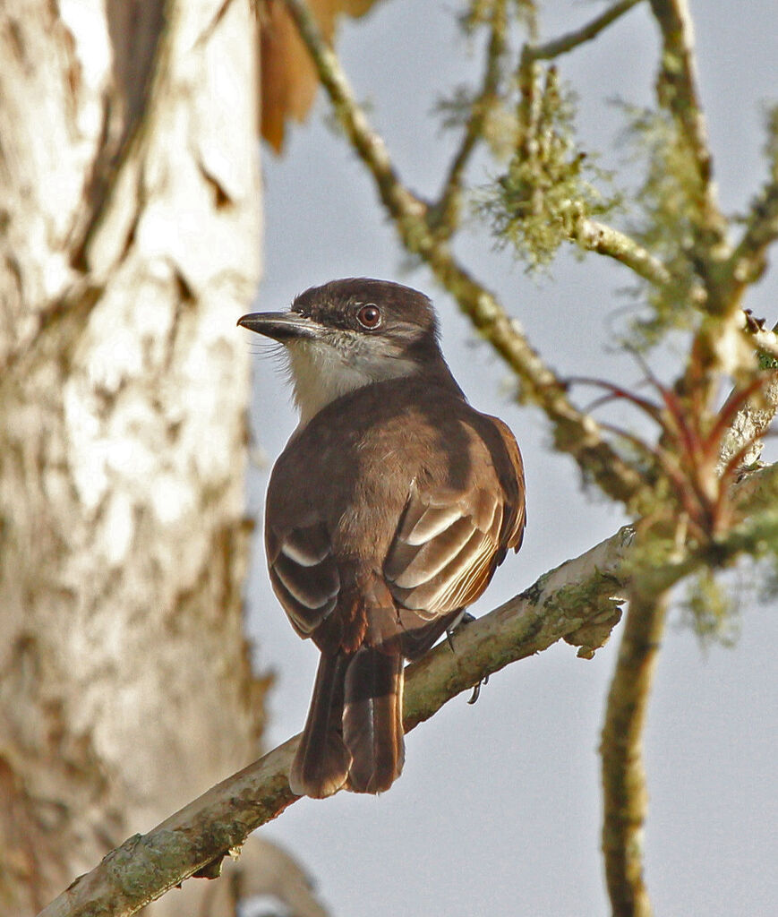 Loggerhead Kingbird