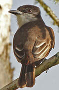 Loggerhead Kingbird