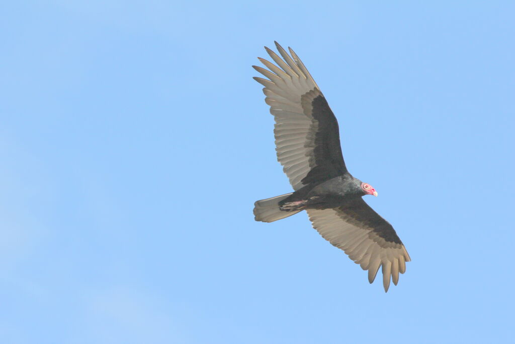 Urubu à tête rouge