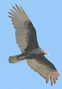 Turkey Vulture