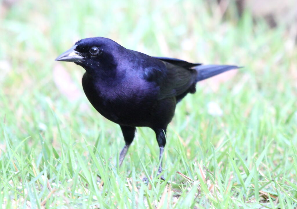 Shiny Cowbird male adult