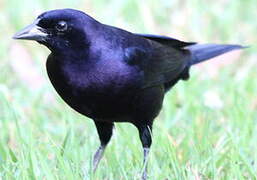 Shiny Cowbird