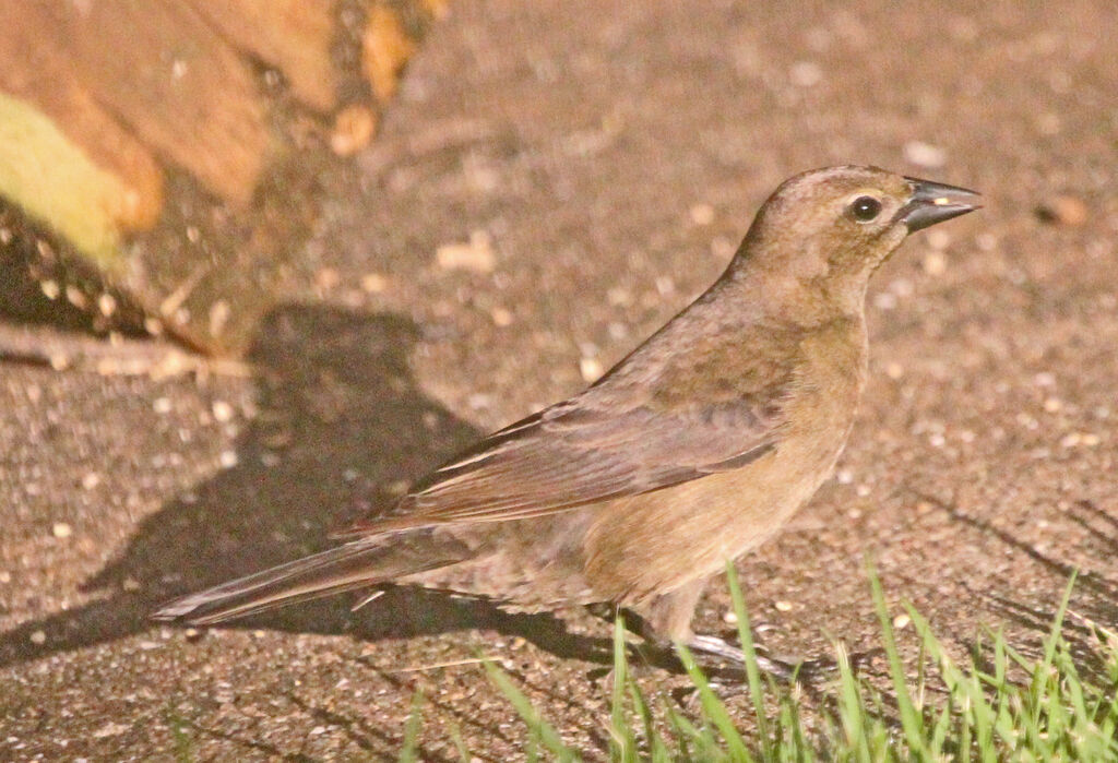 Shiny Cowbird female adult