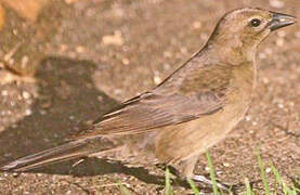 Shiny Cowbird