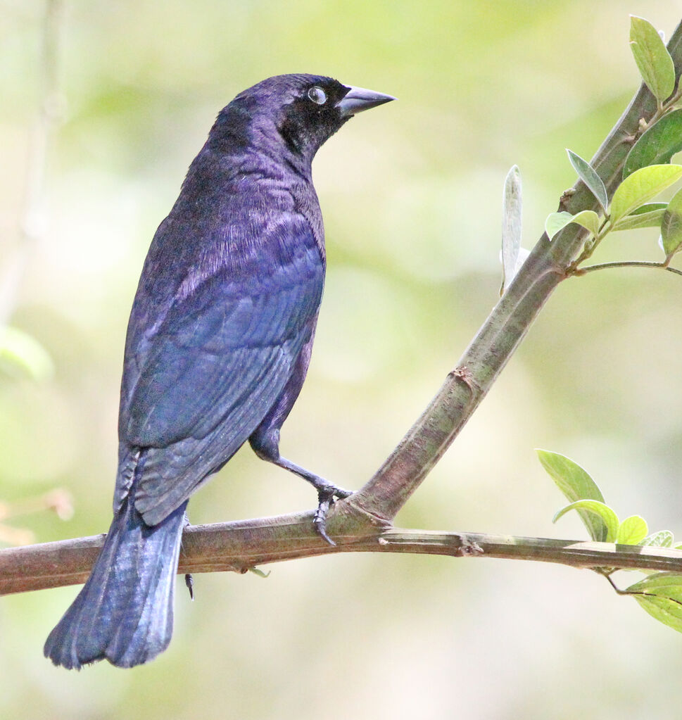 Shiny Cowbird male adult