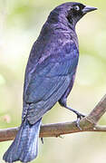 Shiny Cowbird