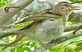 Black-whiskered Vireo