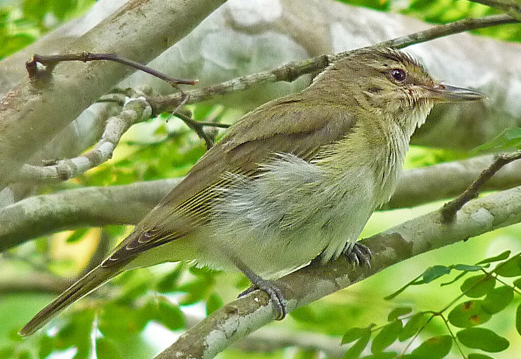 Black-whiskered Vireo