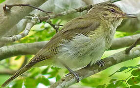 Black-whiskered Vireo