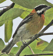 Puerto Rican Spindalis