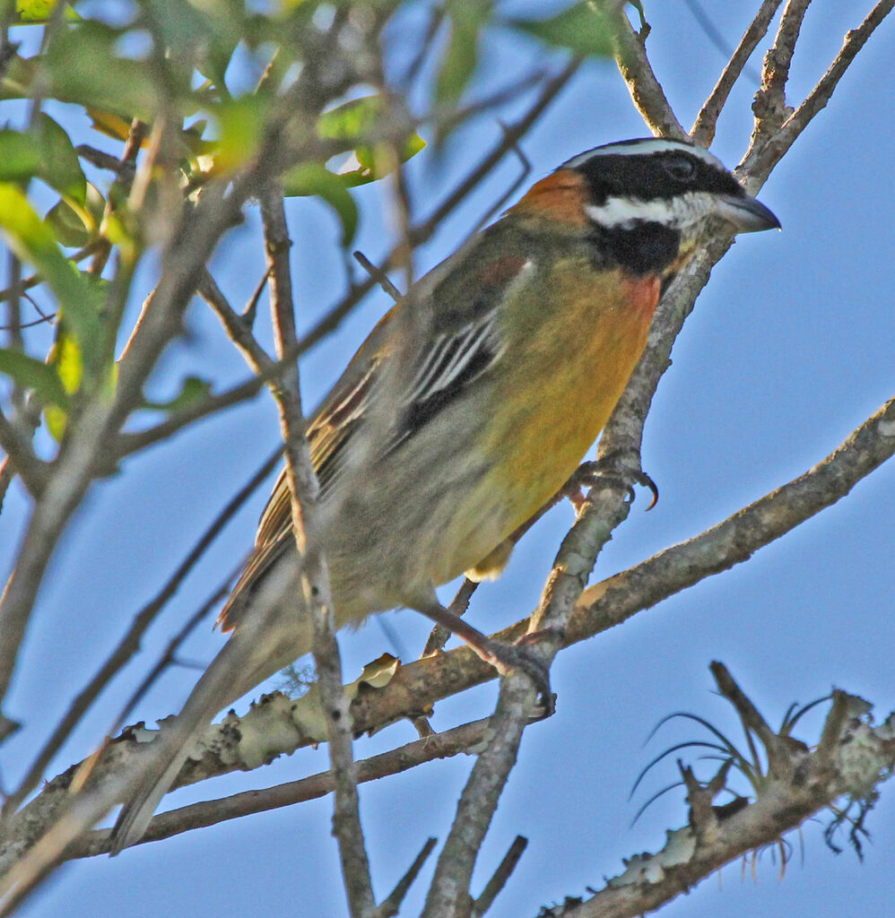 Zéna de Porto Rico