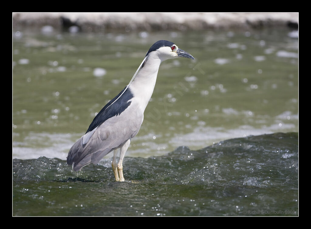 Black-crowned Night Heron