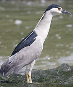 Black-crowned Night Heron