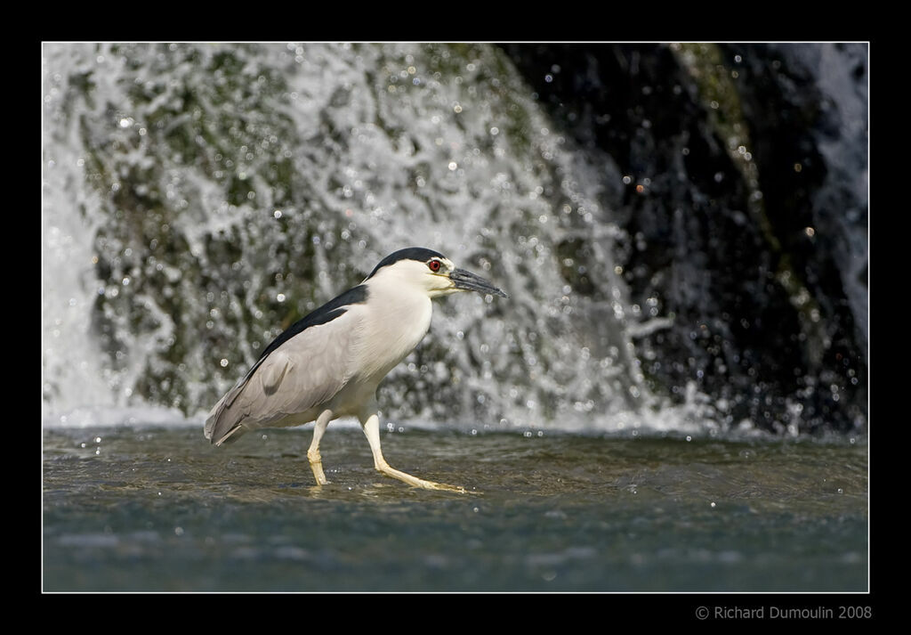 Black-crowned Night Heron