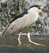 Black-crowned Night Heron