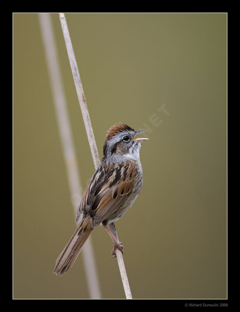 Swamp Sparrow