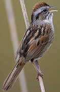 Swamp Sparrow