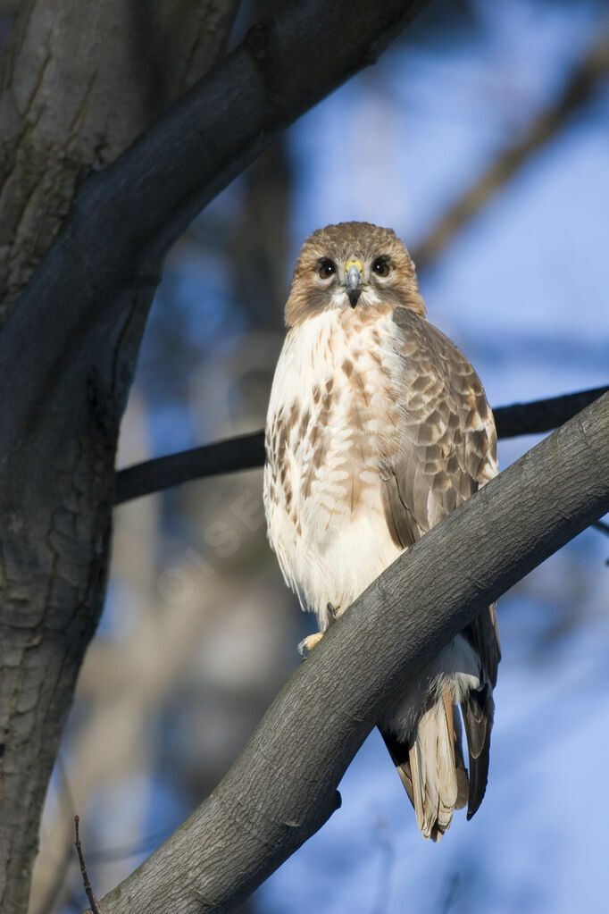 Red-tailed Hawk