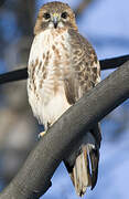 Red-tailed Hawk