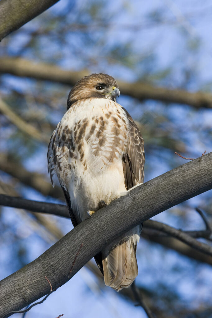 Red-tailed Hawk