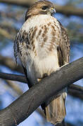 Red-tailed Hawk