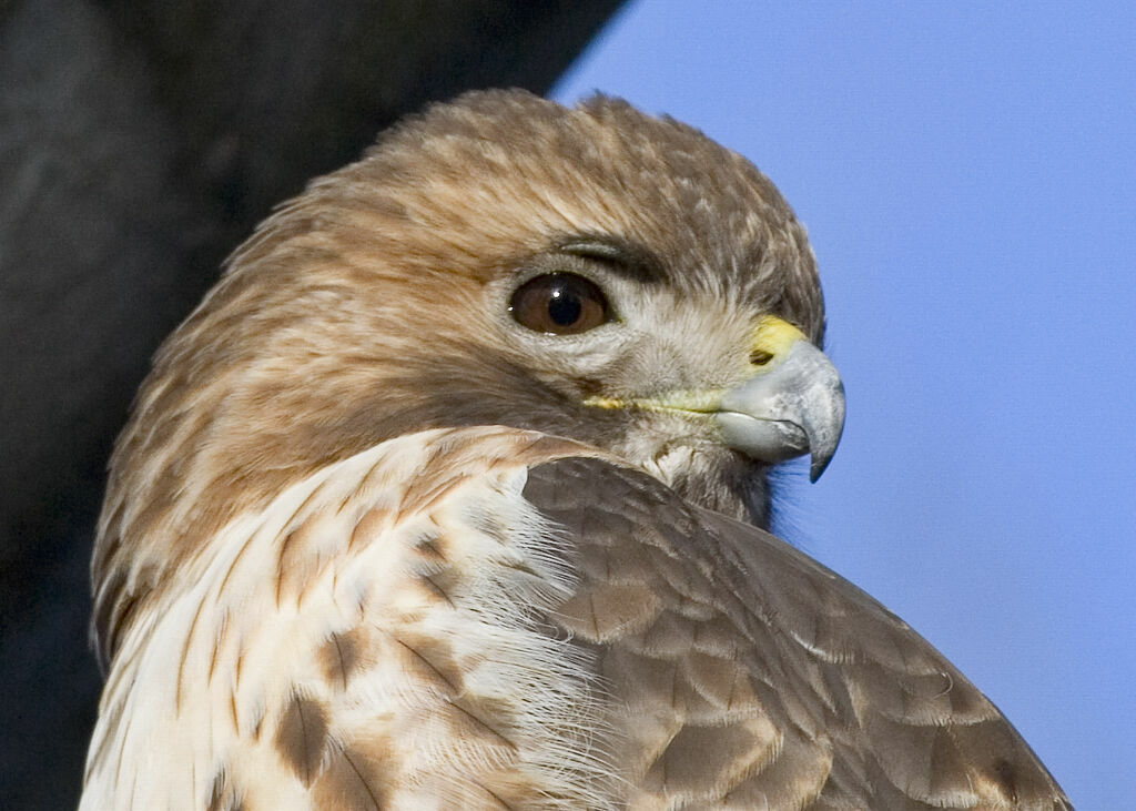 Red-tailed Hawk