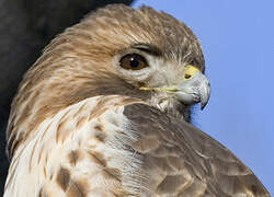 Red-tailed Hawk