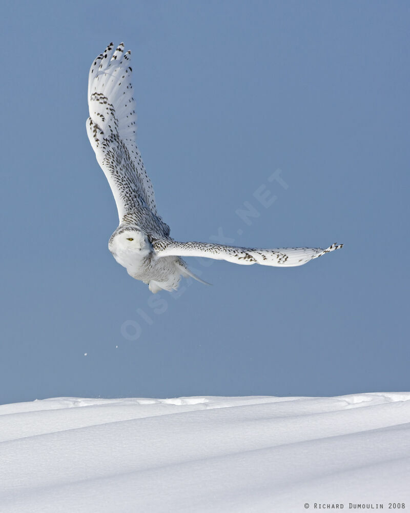 Harfang des neiges