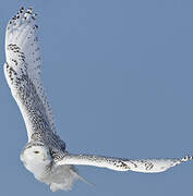 Snowy Owl