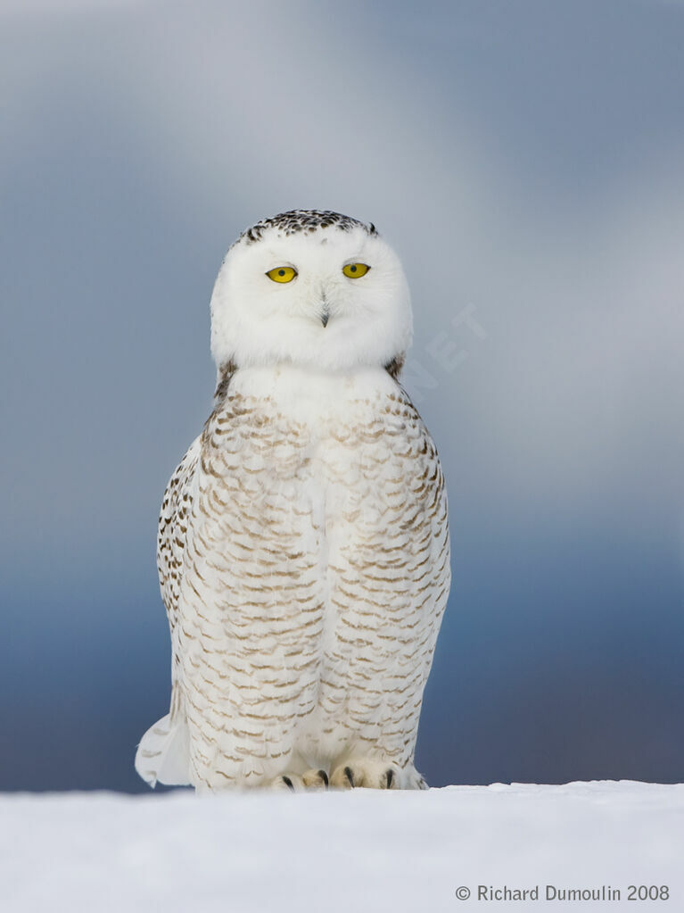 Snowy Owl