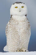 Snowy Owl