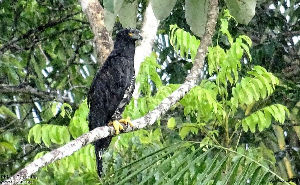 Aigle tyranadulte, identification