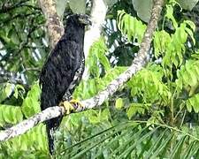 Black Hawk-Eagle