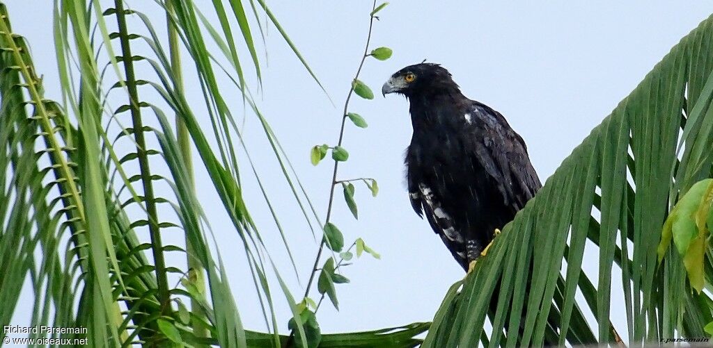 Aigle tyranadulte