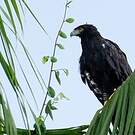 Aigle tyran