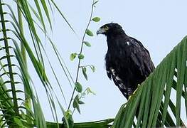 Black Hawk-Eagle