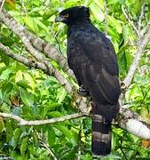 Black Hawk-Eagle