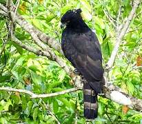 Black Hawk-Eagle