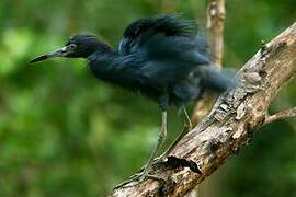 Little Blue Heron