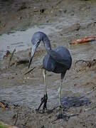 Aigrette bleue