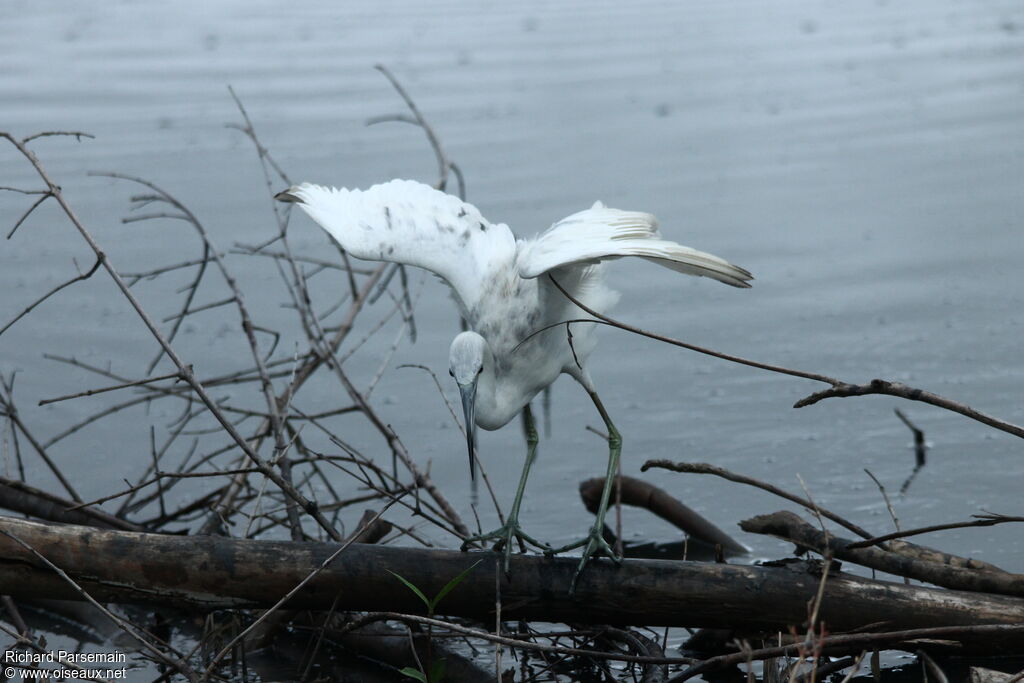 Aigrette bleueimmature