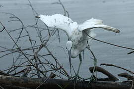 Little Blue Heron