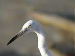 Aigrette garzette