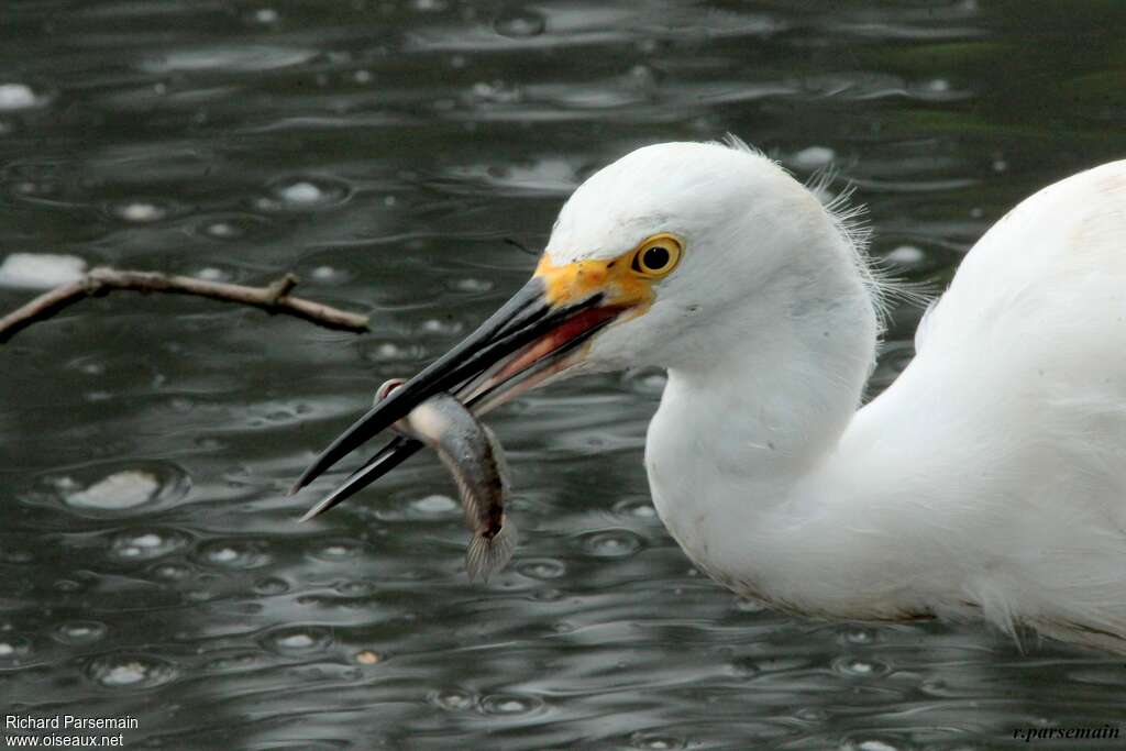 Snowy Egretadult