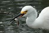 Aigrette neigeuse