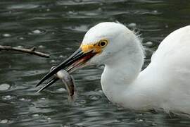 Snowy Egret