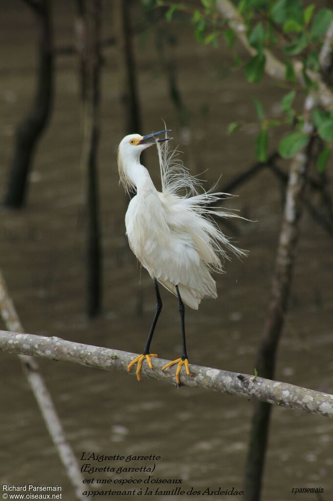 Aigrette neigeuseadulte